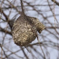 Remiz - Remiz pendulinus - Eurasian Penduline