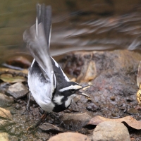 Pliszka srokata - Motacilla aguimp - African Wagtail