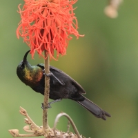 Nektarnik brązowy - Nectarinia kilimensis - Bronzy Sunbird