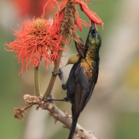 Nektarnik brązowy - Nectarinia kilimensis - Bronzy Sunbird