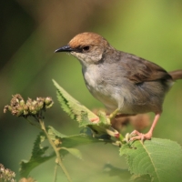 Chwastówka uboga - Cisticola chubbi - Chubb's Cisticola