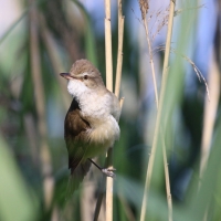 Trzciniak - Acrocephalus arundinaceus - Great Reed-Warbler