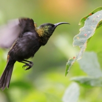 Nektarnik brązowy - Nectarinia kilimensis - Bronzy Sunbird