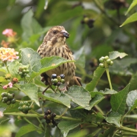 Afrokulczyk kreskowany - Crithagra striolata - Streaky Seedeater