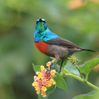 Nektarnik oliwkowobrzuchy - Cinnyris chloropygius - Olive-bellied Sunbird