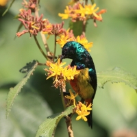 Nektarnik królewski - Cinnyris regius - Regal Sunbird