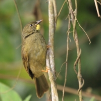 Brązownik wąsaty - Eurillas latirostris - Yellow-whiskered Greenbul
