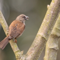 Wróbel siwogłowy - Passer griseus - Northern Grey-headed Sparrow