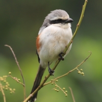 Dzierzba białoskrzydła - Lanius mackinnoni - Mackinnon's Shrike