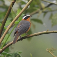 Złotokos białobrewy - Cossypha heuglini - White-browed Robin-Chat