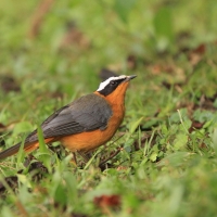 Złotokos białobrewy - Cossypha heuglini - White-browed Robin-Chat