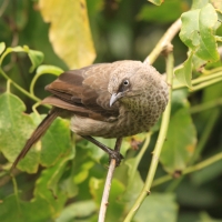 Tymal maskowy - Turdoides sharpei - Black-lored Babbler