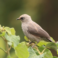 Tymal maskowy - Turdoides sharpei - Black-lored Babbler