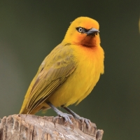 Wikłacz okularowy - Ploceus ocularis - Spectacled Weaver