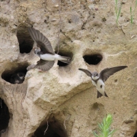 Brzegówka - Riparia riparia - Sand Martin
