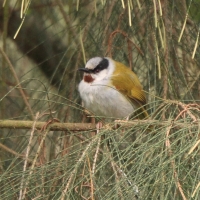 Wilgowiec rdzawogardły - Eminia lepida - Grey-capped Warbler