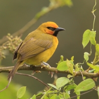 Wikłacz czarnogardły - Malimbus nigricollis - Black-necked Weaver