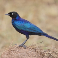 Błyszczak purpurowosterny - Lamprotornis purpuroptera - Rüppell's Glossy Starling