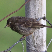 Świergotek nadmorski - Anthus petrosus - Rock Pipit