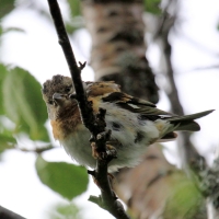 Jer - Fringilla montifringilla - Brambling