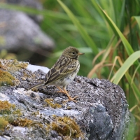Świergotek nadmorski - Anthus petrosus - Rock Pipit