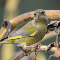Dzwoniec - Chloris chloris - Greenfinch