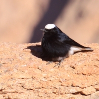Białorzytka saharyjska - Oenanthe leucopyga - White-crowned Wheatear