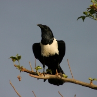Kruk srokaty - Corvus albus - Pied Crow