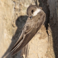 Brzegówka - Riparia riparia - Sand Martin