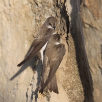 Brzegówka - Riparia riparia - Sand Martin