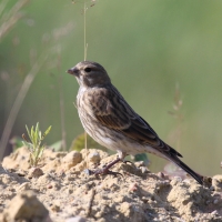 Makolągwa - Carduelis cannabina - Common Linnet