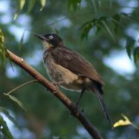 Bilbil ogrodowy - Pycnonotus barbatus - Common Bulbul