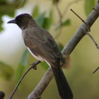 Bilbil ogrodowy - Pycnonotus barbatus - Common Bulbul