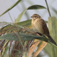 Potrzos - Emberiza schoeniclus - Common Reed Bunting
