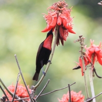 Nektarnik szkarłatny - Chalcomitra senegalensis - Scarlet-chested Sunbird