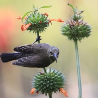 Nektarnik ozdobny - Cinnyris erythrocercus - Red-chested Sunbird