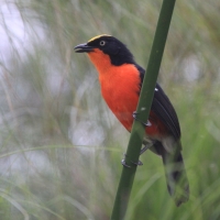 Dzierzyk papirusowy - Laniarius mufumbiri - Papyrus Gonolek