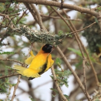 Wikłacz zmienny - Ploceus cucullatus - Village Weaver