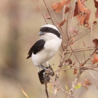 Dzierzba srokoszowata - Lanius excubitoroides - Grey-backed Fiscal