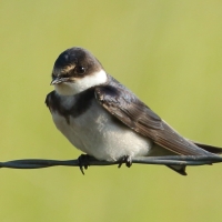 Jaskółka białogardła - Hirundo albigularis - White-throated Swallow