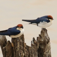 Jaskółka rdzawogłowa - Hirundo smithii - Wire-tailed Swallow