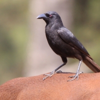 Kruczek - Ptilostomus afer - Piapiac