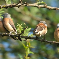 Mniszka łuskolica - Odontospiza griseicapilla - Grey-headed Silverbill