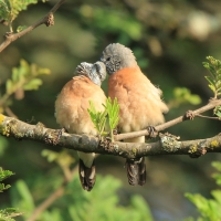 Mniszka łuskolica - Odontospiza griseicapilla - Grey-headed Silverbill