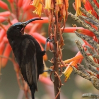 Nektarnik ametystowy - Chalcomitra amethystina - Amethyst Sunbird