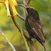 Nektarnik ametystowy - Chalcomitra amethystina - Amethyst Sunbird