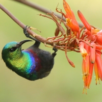 Nektarnik czarnoskrzydły - Cinnyris mariquensis - Marico Sunbird