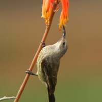 Nektarnik czarnoskrzydły - Cinnyris mariquensis - Marico Sunbird