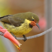 Nektarnik czarnoskrzydły - Cinnyris mariquensis - Marico Sunbird