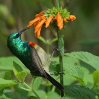 Nektarnik dwuwstęgi - Cinnyris mediocris - Eastern Double-collared Sunbird